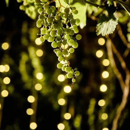 Lavistadeisogni Filippone 公寓 切拉诺