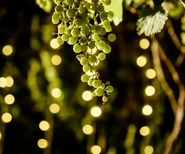 Lavistadeisogni Filippone Daire Celano